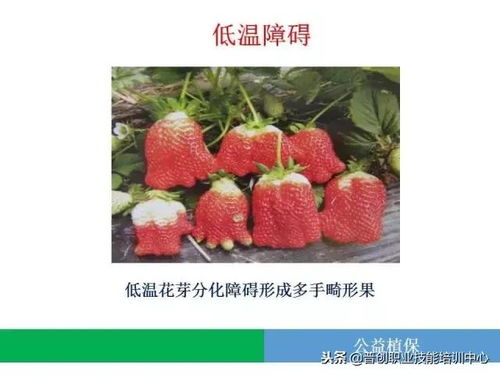 草莓全解析：各部分名称图解 3