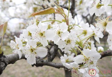 哪一句诗句中的梨花是实际指代的梨花？ 4