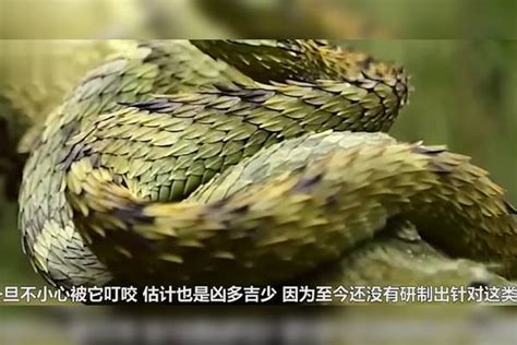 蛇缠绵的定义是什么？ 2