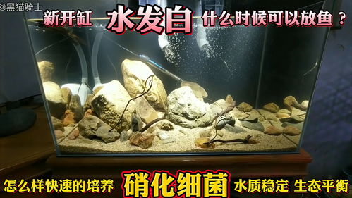 养鱼秘籍：轻松培育硝化菌，打造完美水质生态 4