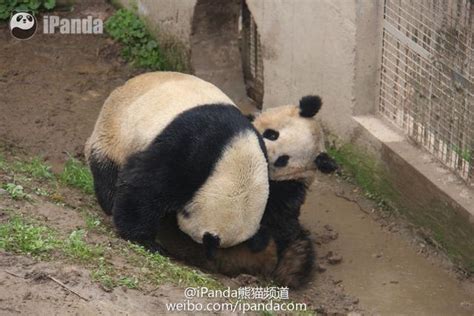 探索禁忌边界：人与动物能否跨越生殖隔离？ 2