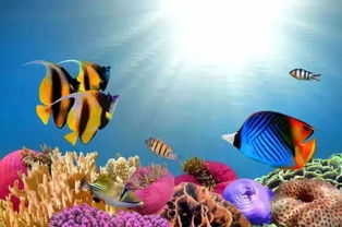 神奇海洋揭秘：以下哪种生物群落被誉为“海上森林”之称？ 4