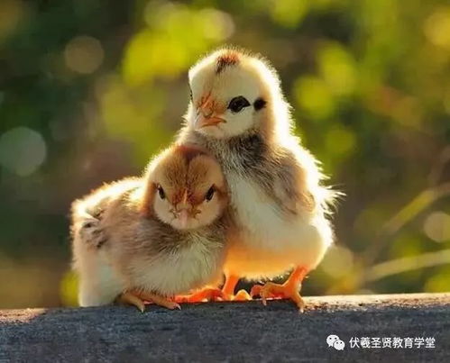 揭秘：事无大小皆关心的生肖之谜 1