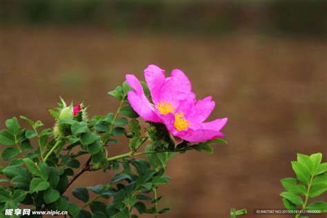 怎样让刺梨花多果实饱满？ 2