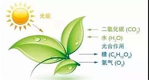 植物光合效能机制 1