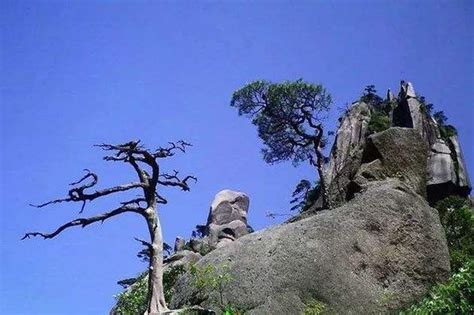 《苍松怪石图题诗》表达了作者什么样的思想感情？ 4