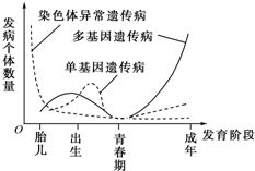 揭秘：人体各阶段的生长发育奥秘 3