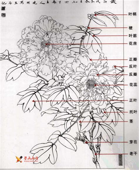 白描牡丹绘制教程 3