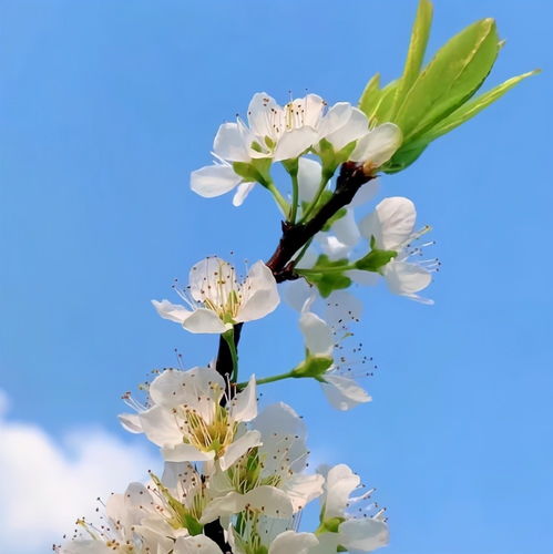 探寻全诗：'花开花谢花满天'之句出何处 2