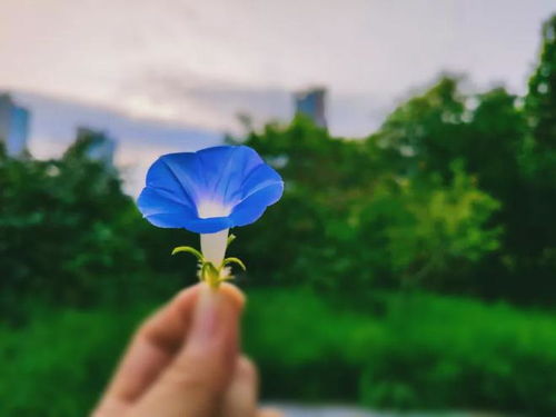 解析：静观庭前花开花谢，仰望天际云卷云舒之意 2