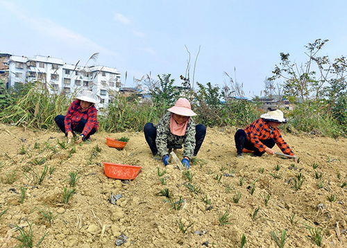 农村致富新路径：探索与实践 1