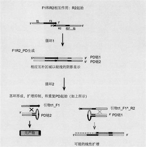 揭秘引物二聚体：它究竟是什么？ 4