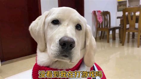 拉布拉多犬库库的日常视频都有哪些？ 2