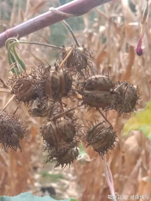 室内不宜养殖的有毒常见植物：蚂蚁庄园解析 4