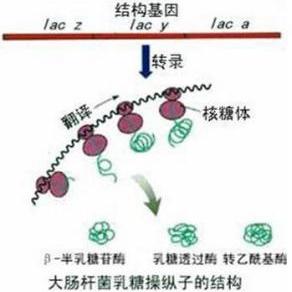 乳糖操纵子的正负调控机制是如何运作的？ 2