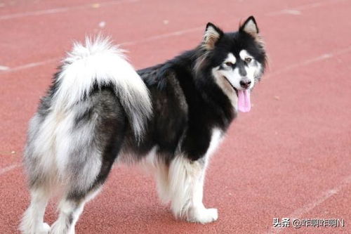 揭秘阿拉斯加犬：饲养体验大公开，究竟值不值得养？ 4