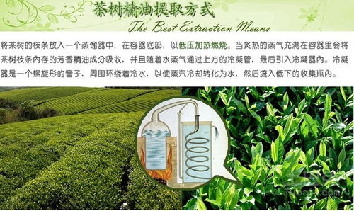 茶树精油高效使用指南全集 3