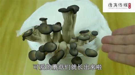 蘑菇的种植方法 1