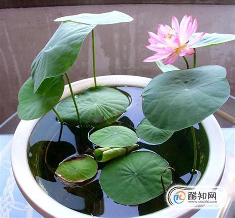 轻松学会：睡莲种子水培种植全攻略 5