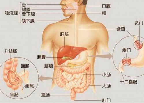 探秘人体：详尽部位图解指南 4