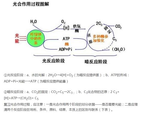 光合作用详细三阶段图解 1