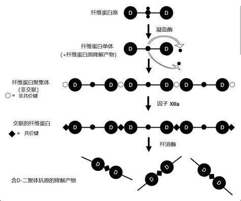 揭秘引物二聚体：它究竟是什么？ 2