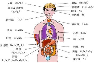 人体器官象征意义求解 2