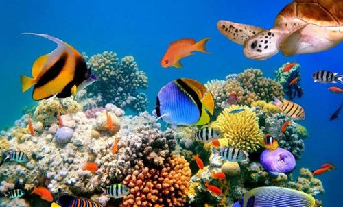神奇海洋揭秘：以下哪种生物群落被誉为“海上森林”之称？ 2