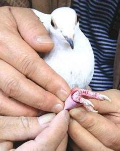 揭秘飞鸽传书：古老通讯术的独特魅力与不可思议的特点，你知道吗？ 2