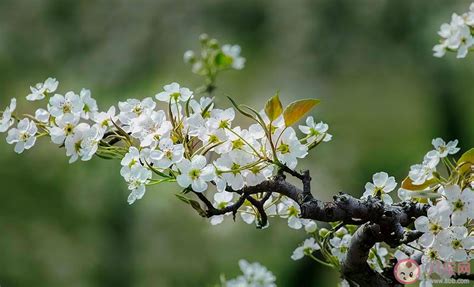 哪一句诗句中的梨花是实际指代的梨花？ 5