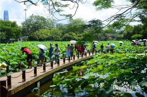 深圳洪湖公园游玩攻略怎么制定？ 3